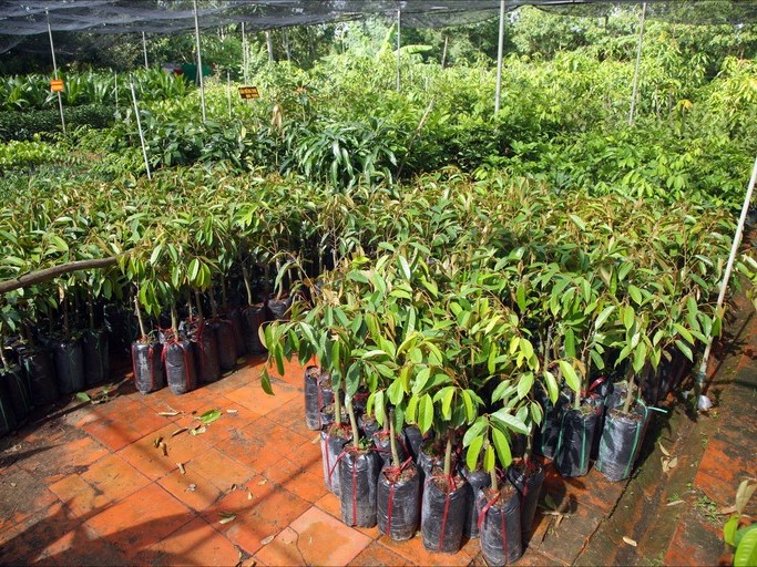 आयआर्जनका लागि वनमा फलफूलका बिरुवा रोपण